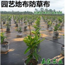 防草布專業(yè)生產(chǎn)各種規(guī)格型號地布防草布除草布